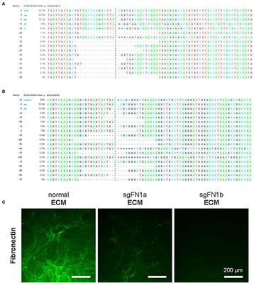 Impact of Fibronectin Knockout on Proliferation and Differentiation of Human Infrapatellar Fat Pad-Derived Stem Cells